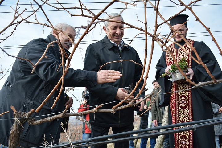 Blessing the vines